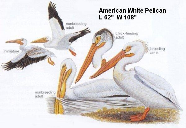 American White Pelican