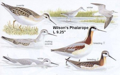 Wilson's Phalarope