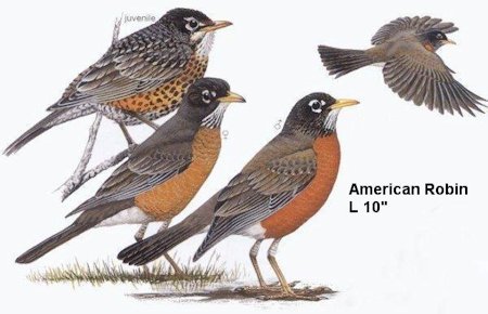 American Robin