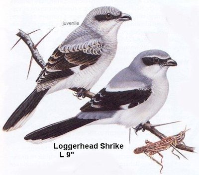 Loggerhead Shrike