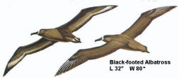 Black-footed Albratross