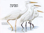 Great Egret