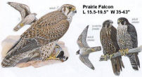 Prairie Falcon