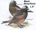 Black Rosy Finch