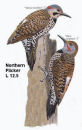 Northern Flicker