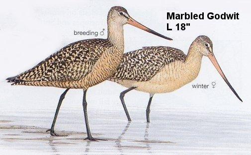 Marbled Godwit