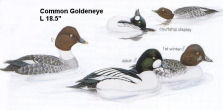 Common Goldeneye