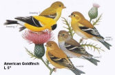 American Goldfinch