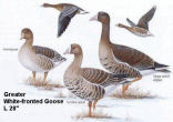 Greater White-fronted Goose