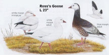 Ross' Goose