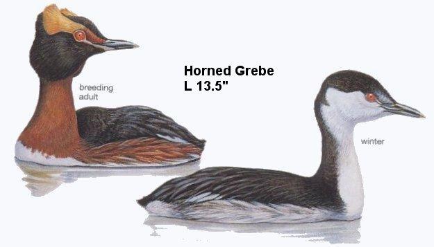 Horned Grebe