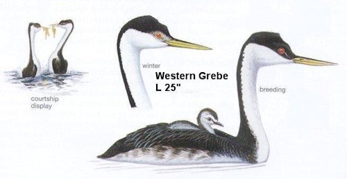 Western Grebe