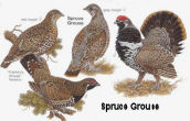 Spruce Grouse