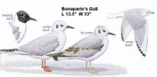 Bonaparte's Gull