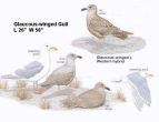 Glaucous-winged Gull