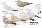 Herring Gull