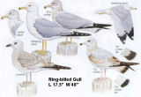 Ring-billed Gull