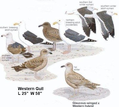 Western Gull