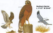 Northern Harrier