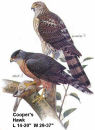 Coopers Hawk