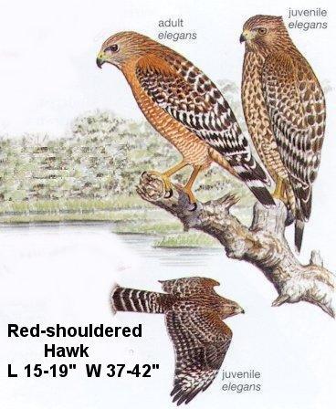 Red-shouldered Hawk