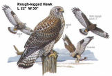 Rough-legged Hawk