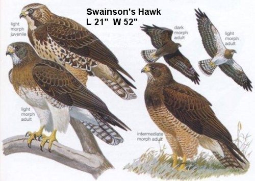 Swainson's Hawk