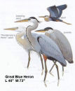 Great Blue Heron