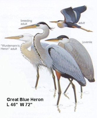 Great Blue Heron