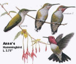 Anna's Hummingbird