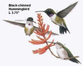 Black-chinned Hummingbird