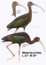 White-faced Ibis