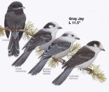 Gray Jay