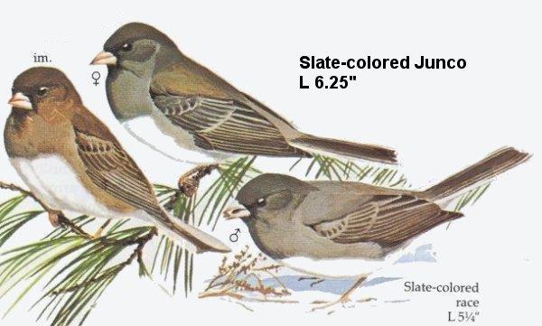 Slate-colored Junco