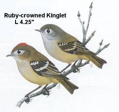 Ruby-crowned Kinglet