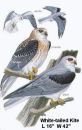 White-tailed Kite