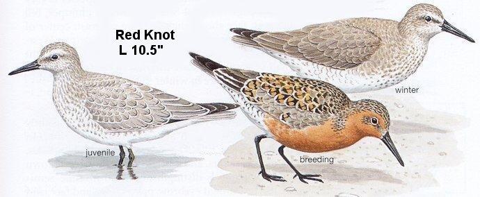 Red Knot