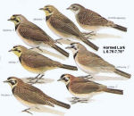 Horned Lark