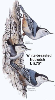 White-breasted Nuthatch