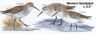 Western Sandpiper