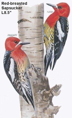 Red-breasted Sapsucker