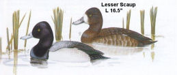 Lesser Scaup