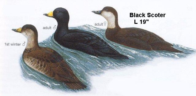 Black Scoter