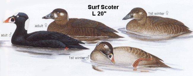 Surf Scoter