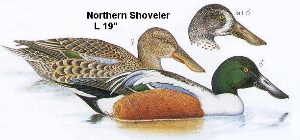 Northern Shoveler