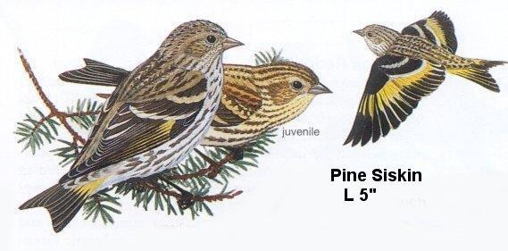 Pine Siskin