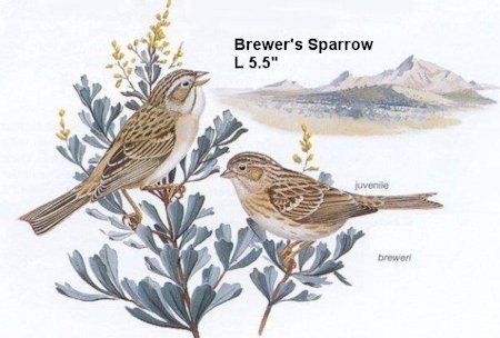 Brewer's Sparrow