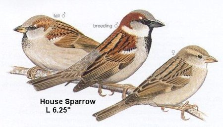 House Sparrow