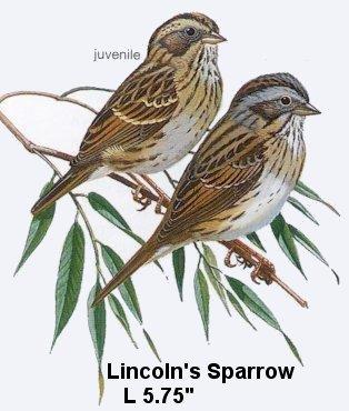 Lincoln's Sparrow