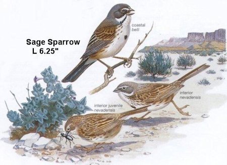 Sage Sparrow